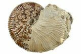 Cretaceous Hoploscaphites Ammonite Fossil - Montana #262725-1